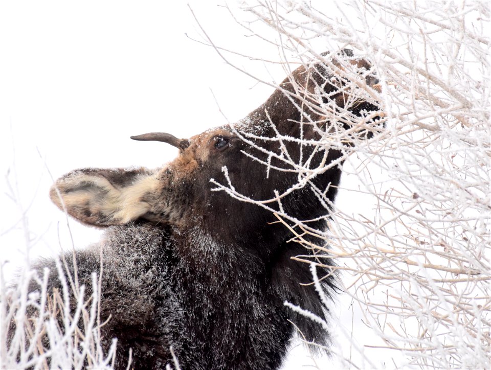 Moose at Seedskadee National Wildlife Refuge
