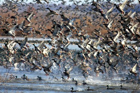 Waterfowl at Great River and Clarence Cannon National Wildlife Refuges in Missouri photo