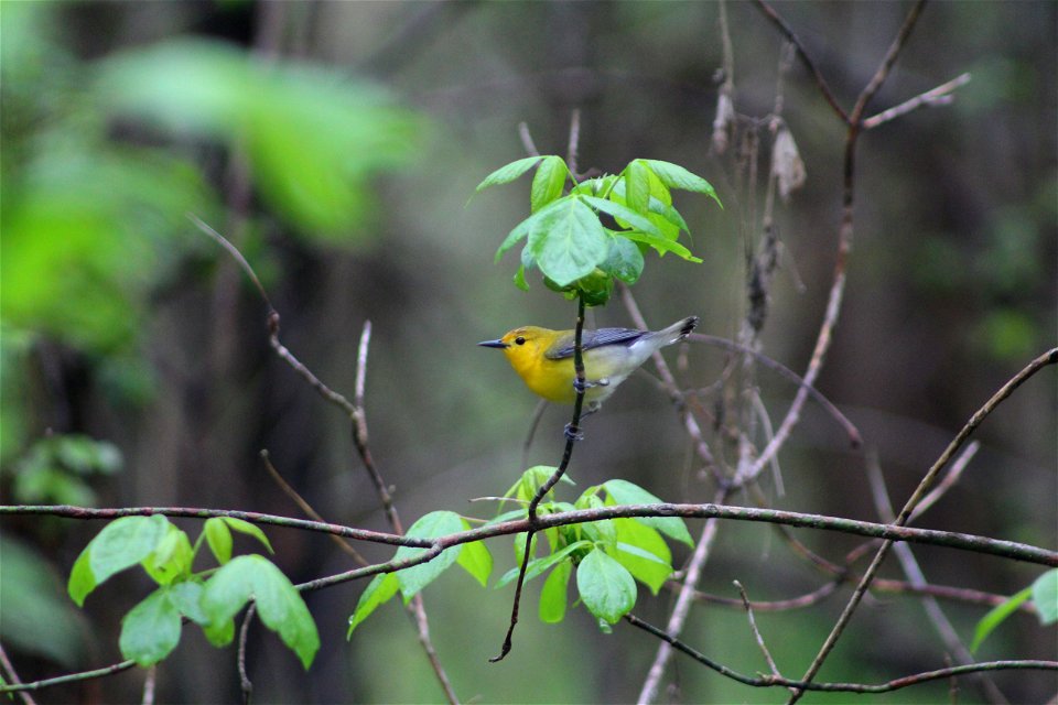 Prothonotary Warbler