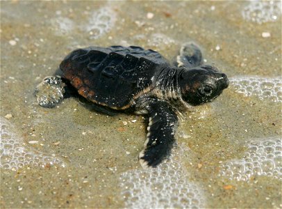 Loggerhead Sea Turtle Hatchling photo