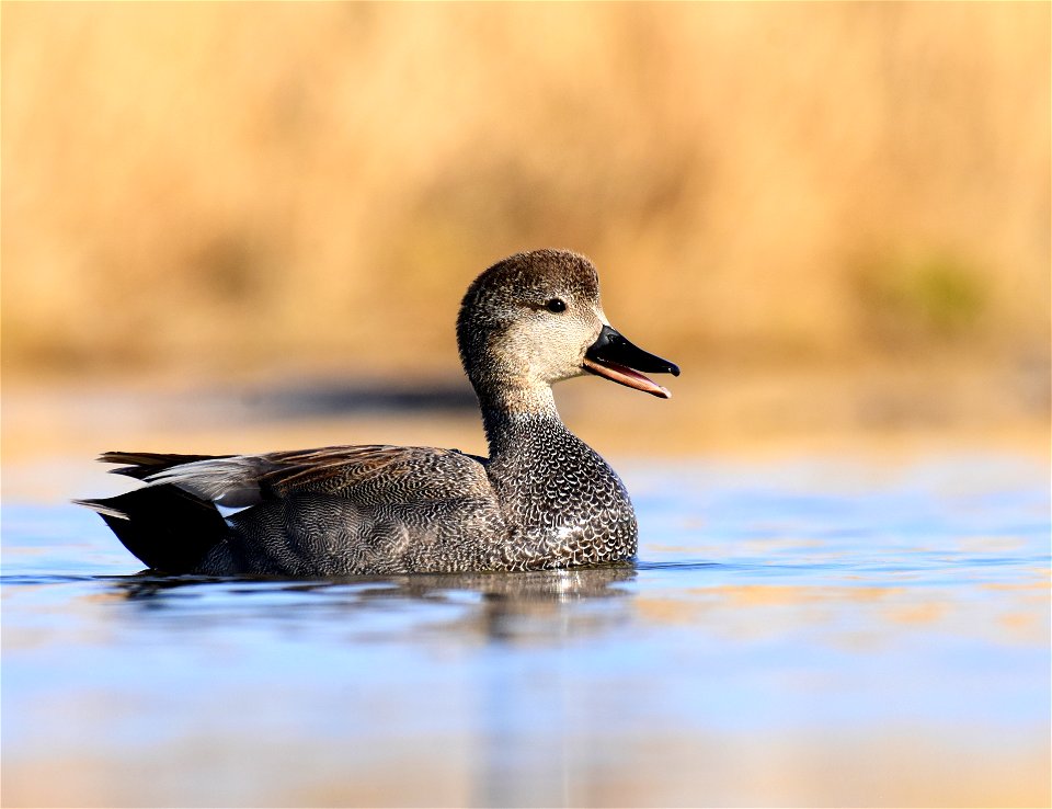 Gadwall at Seedskadee National Wildlife Refuge photo