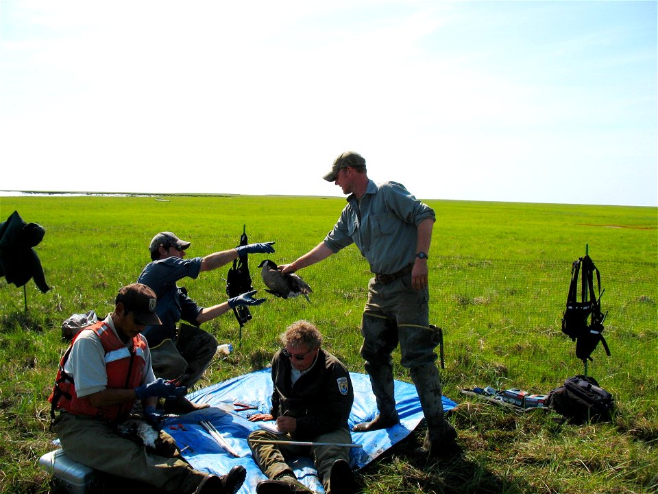 Dirty Jobs & Goose Banding 028