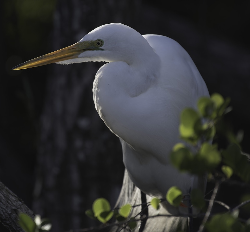 Snowy Egret standing in the swamp
