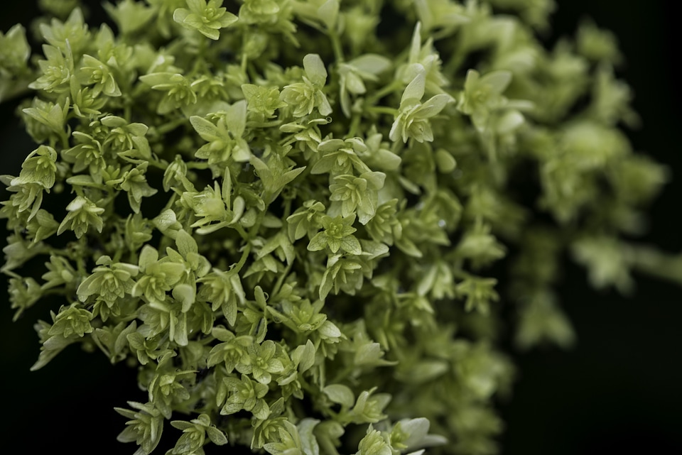 Green Leaves on a plant