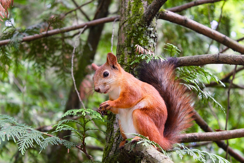 Red Squirrel sitting in Tree photo