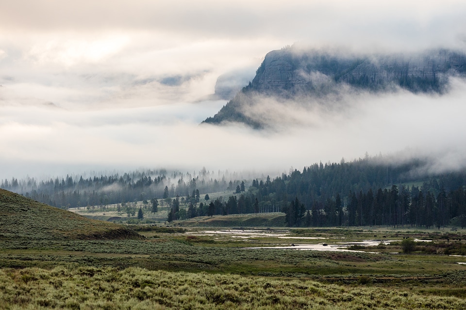 Bison crossing Soda Butte Creek on a foggy morning