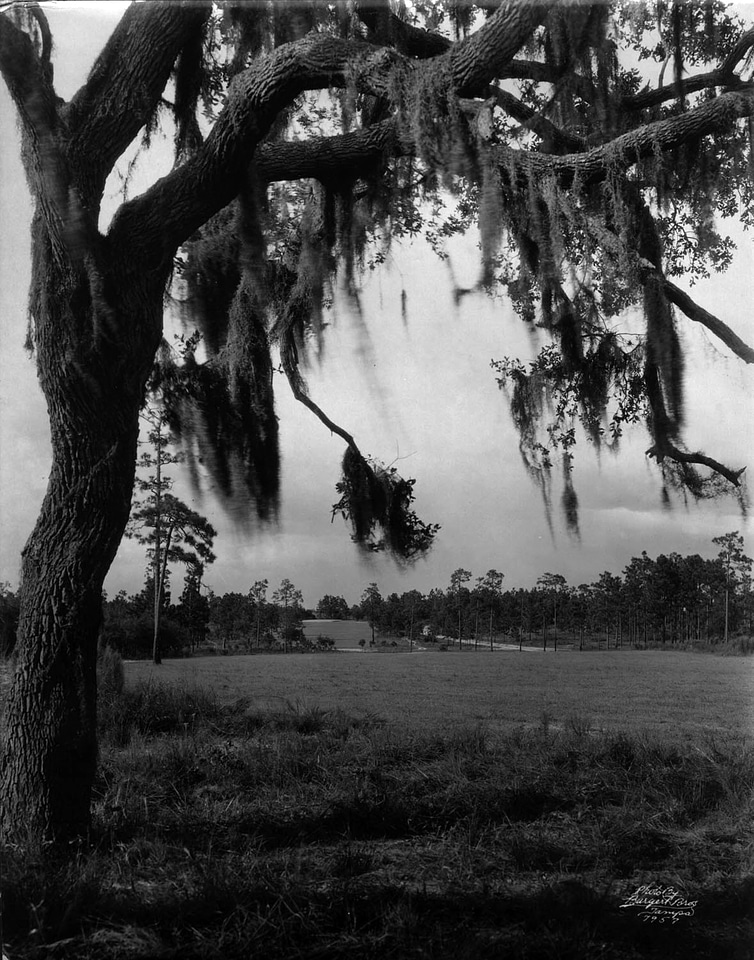 Temple Terrace landscape in Florida with tree