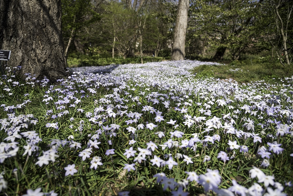 Violet Flowers in the flower field at UNC Chapel Hill, North Carolina