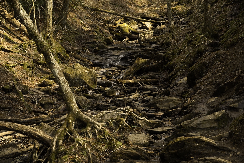 Nature and Creek Scenery in Great Smoky Mountains National Park, Tennessee