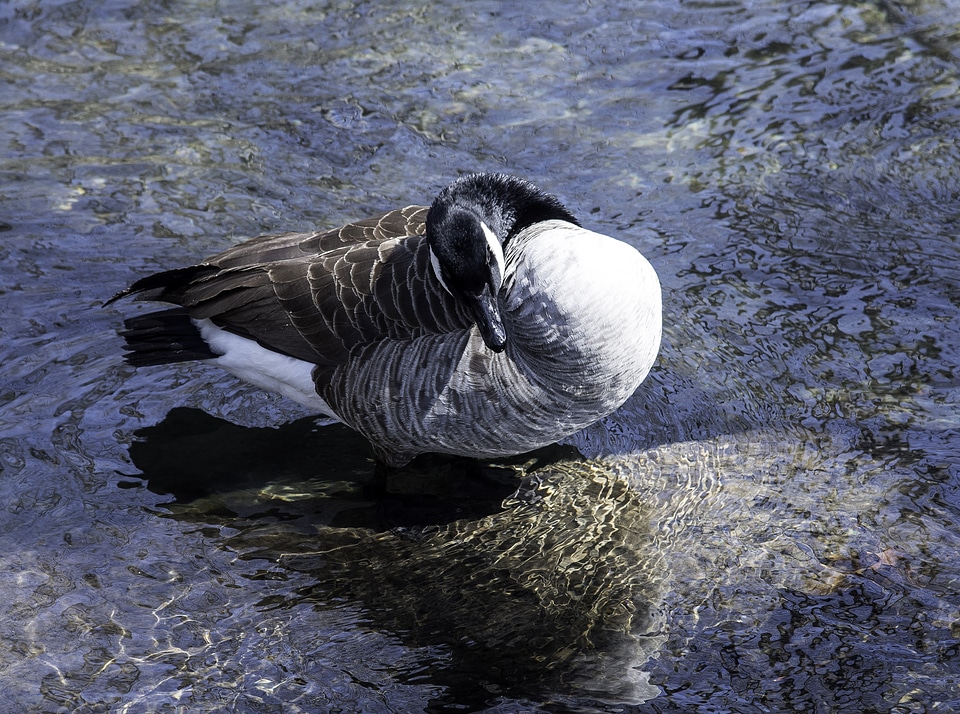 Canadian Goose Preening itself