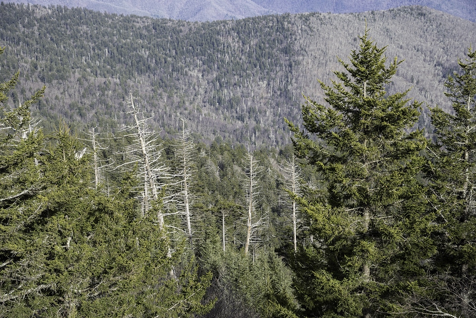 Trees on the Mountainside in Great Smoky Mountains National Park, Tennessee