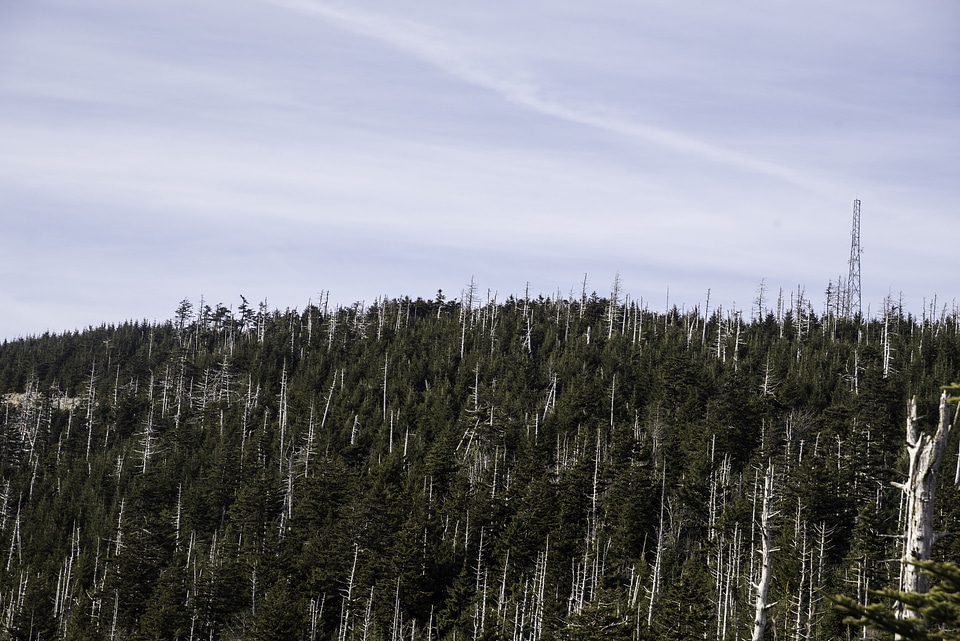 Trees in the landscape in Great Smoky Mountains National Park, Tennessee