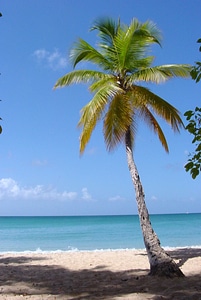 Palm Tree Standing on the Beach near the ocean