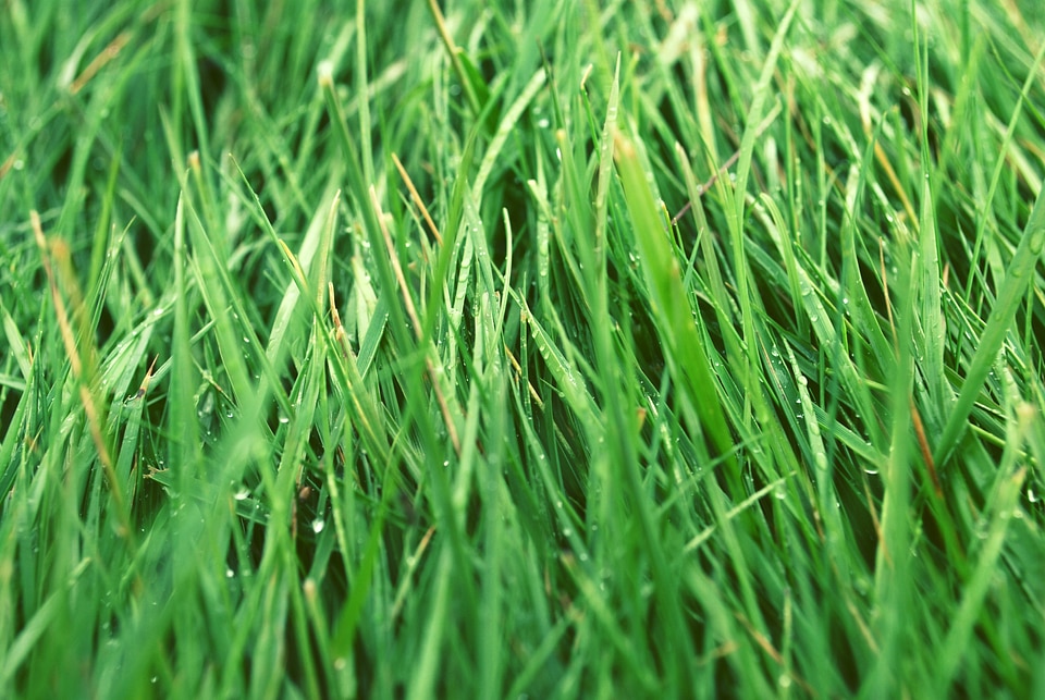Grass Blades image