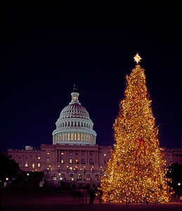 Lighted Christmas tree next to parliament building photo