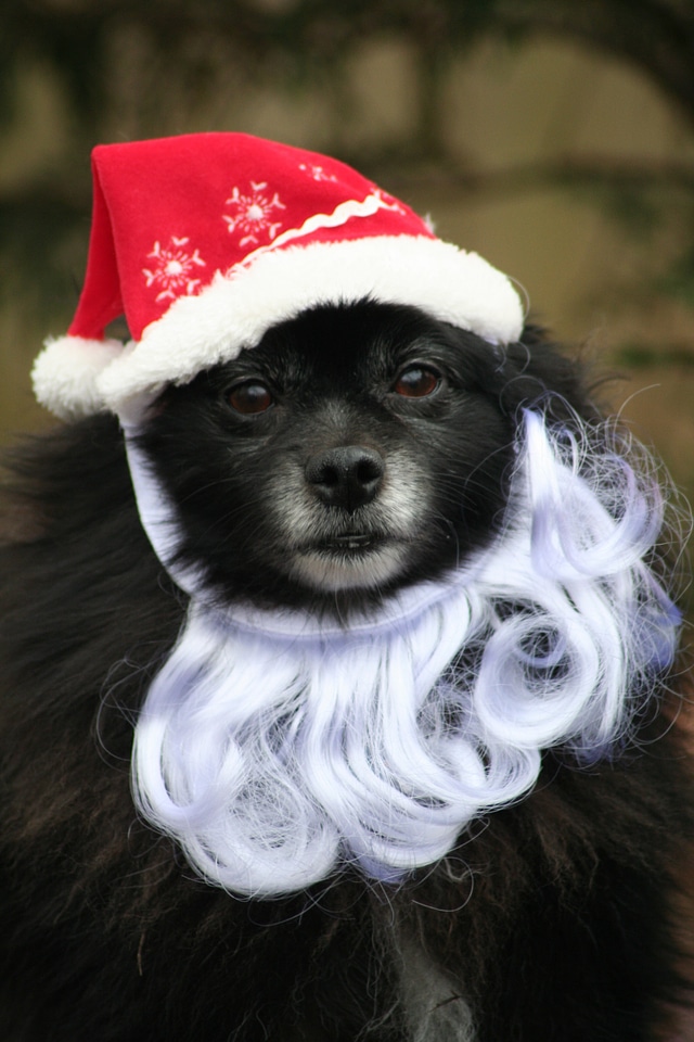 Animal christmas xmas