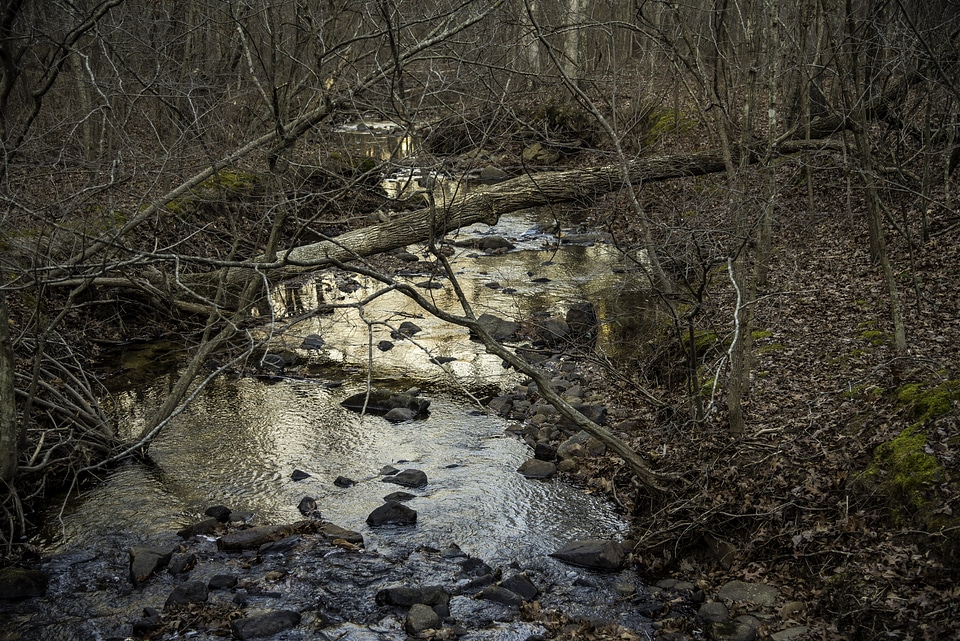 Creek running through the woods in Hawn State Park, Missouri