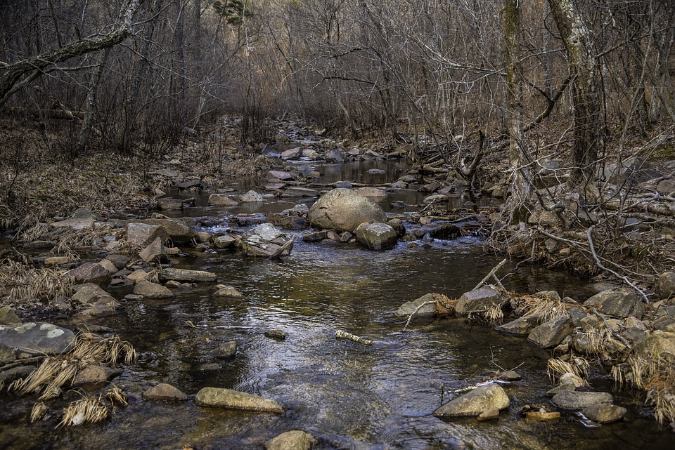 Branches and Rocks at Hawn State Park, Missouri