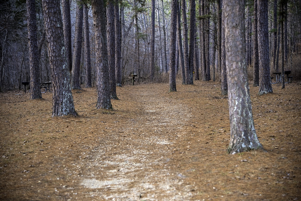 Path into the pine trees at Hawn State Park, Missouri