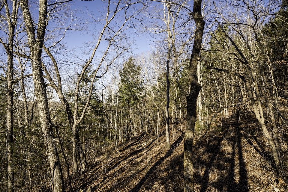 Trees in the winter in the Current River Trail in Echo Bluff State Park, Missouri