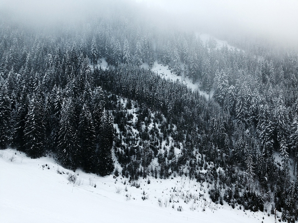 Snow-covered Pine Forest in the Mountains photo