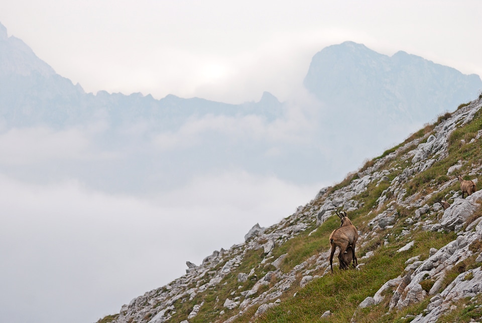Goat standing on the Mountains in Nationalpark Gesaeuse Austria