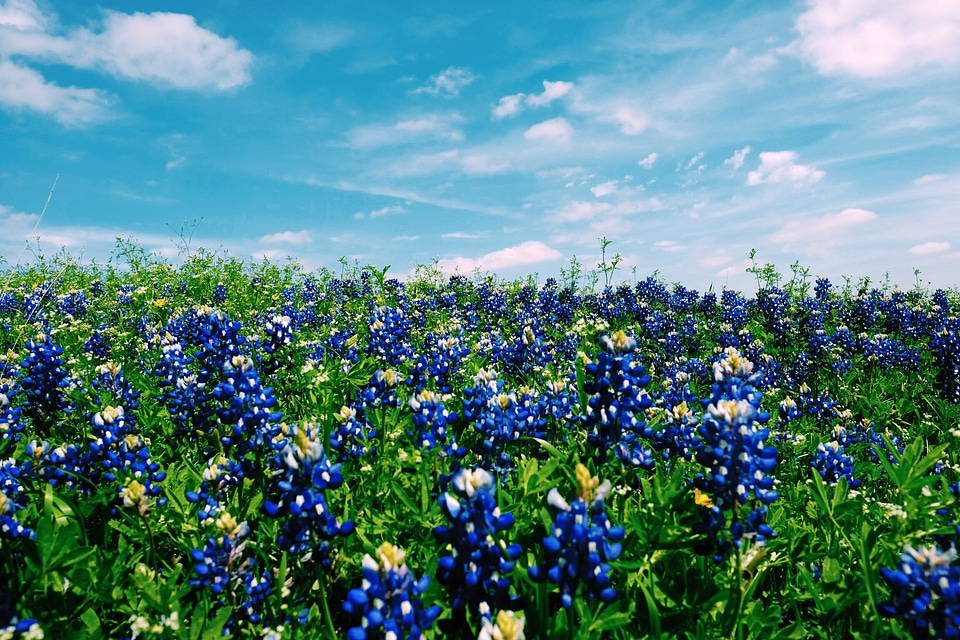 Blue Flower Field in Austin, Texas