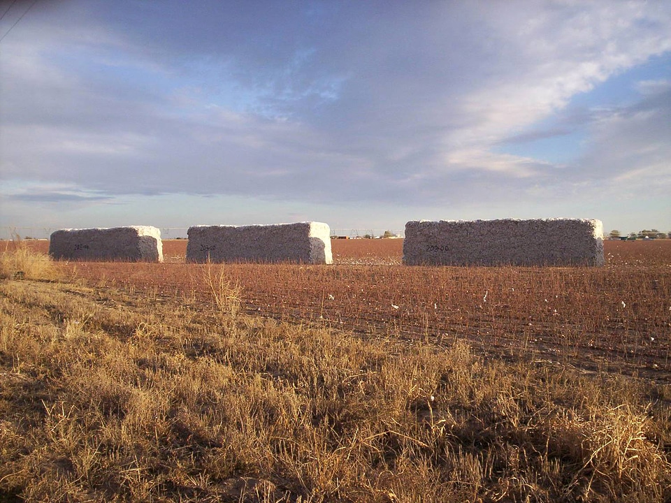 Cotton modules and landscape in Texas