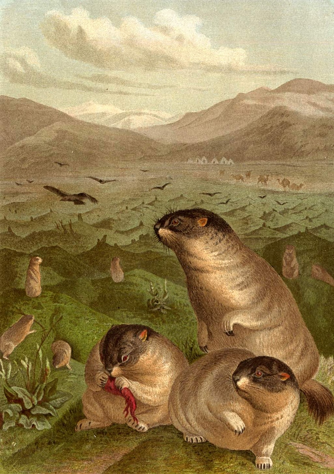 Bobak marmot drawing - Marmota bobak