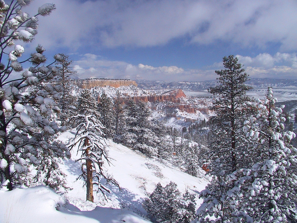 Fir Forests landscape in Bryce Canyon National Park, Utah