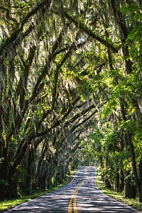 Trees arching over the road in Tallahassee, Florida