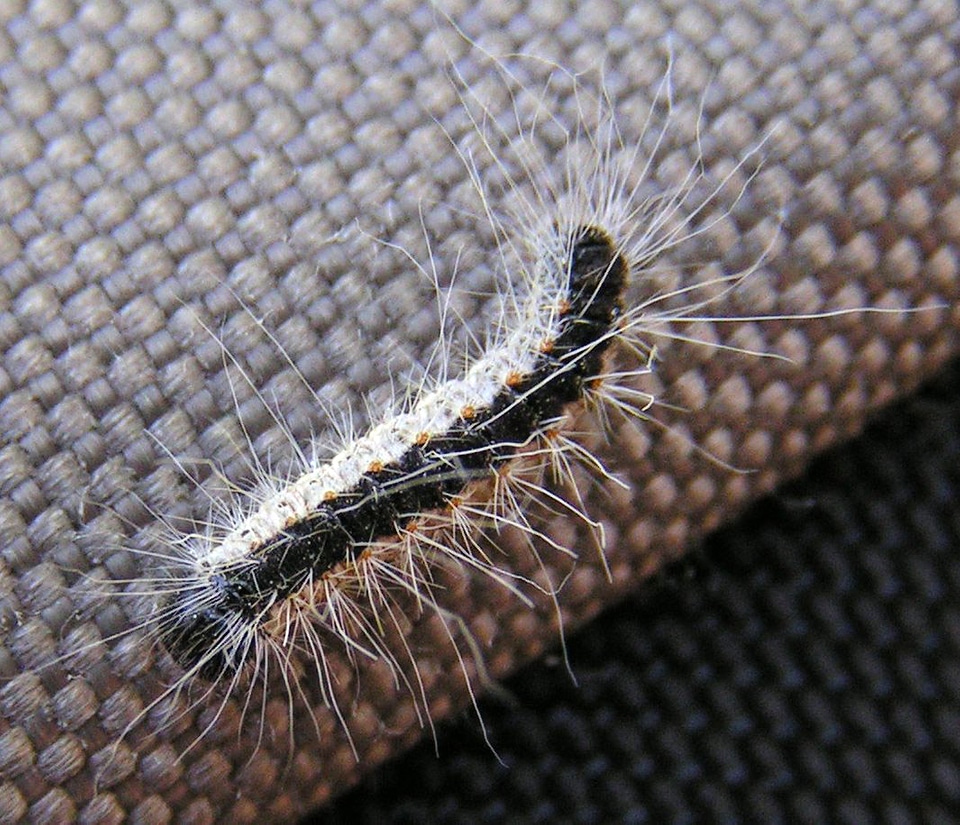 Oak processionary Caterpillar - Thaumetopoea processionea