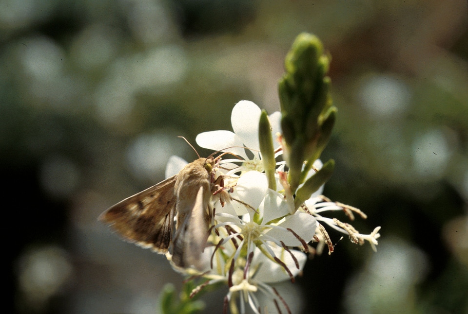 Adult corn earworm - Helicoverpa zea