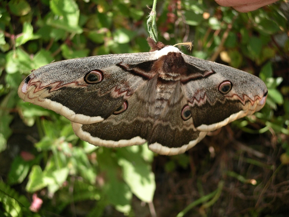 Great Peacock moth -- Saturnia pyri