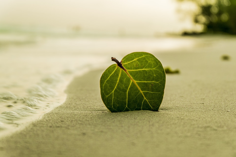 Nature summer tropical