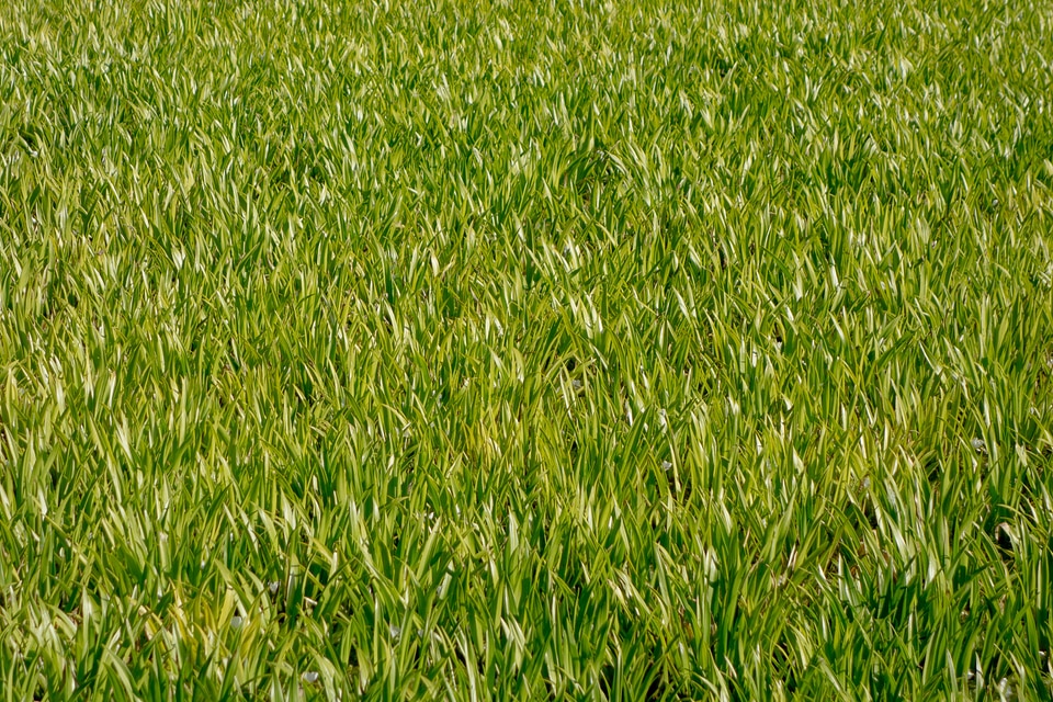 Detail green grasses