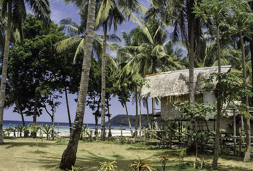 Hut surrounded by Tropical Palm Trees in the Philippines photo
