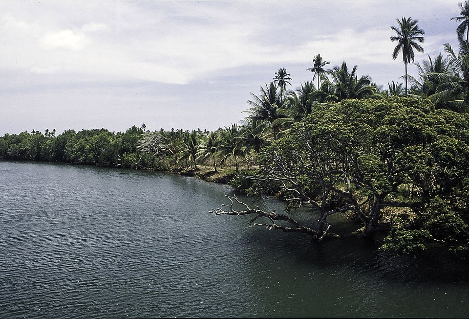 Landscape and forest at the Riverbank in the Philippines