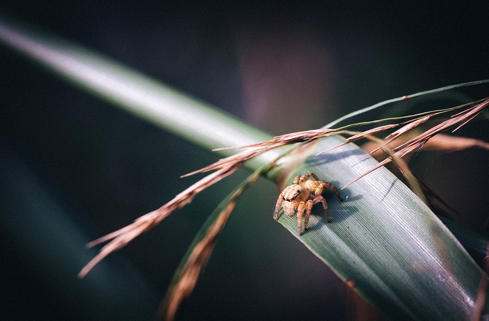 Small Spider on a blade of grass