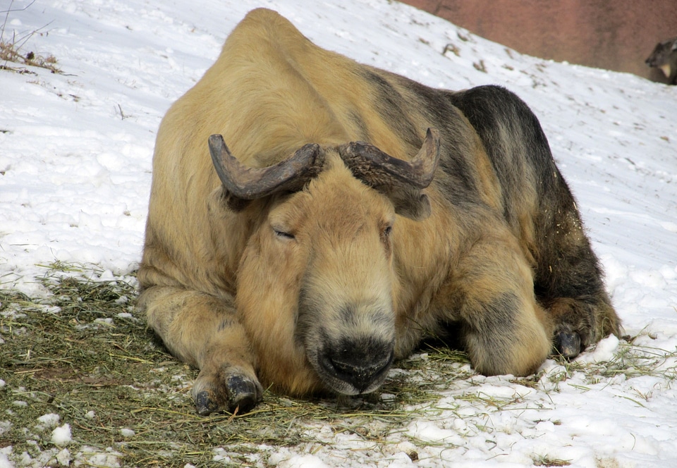Resting Sichuan Takin in China