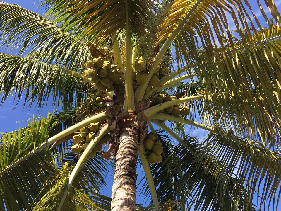 Tropical nature green