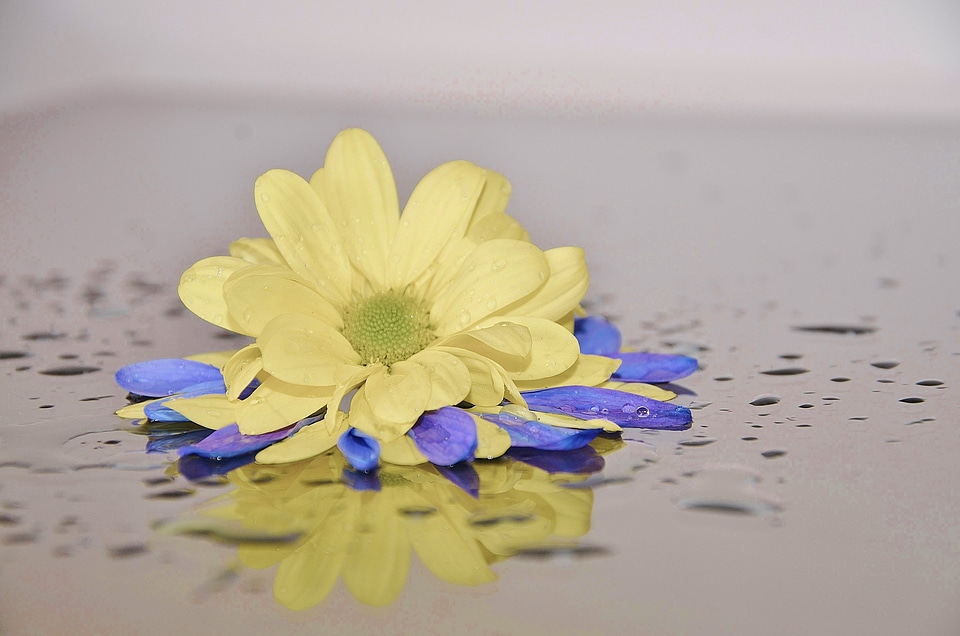 White yellow rosy helipterum roseum