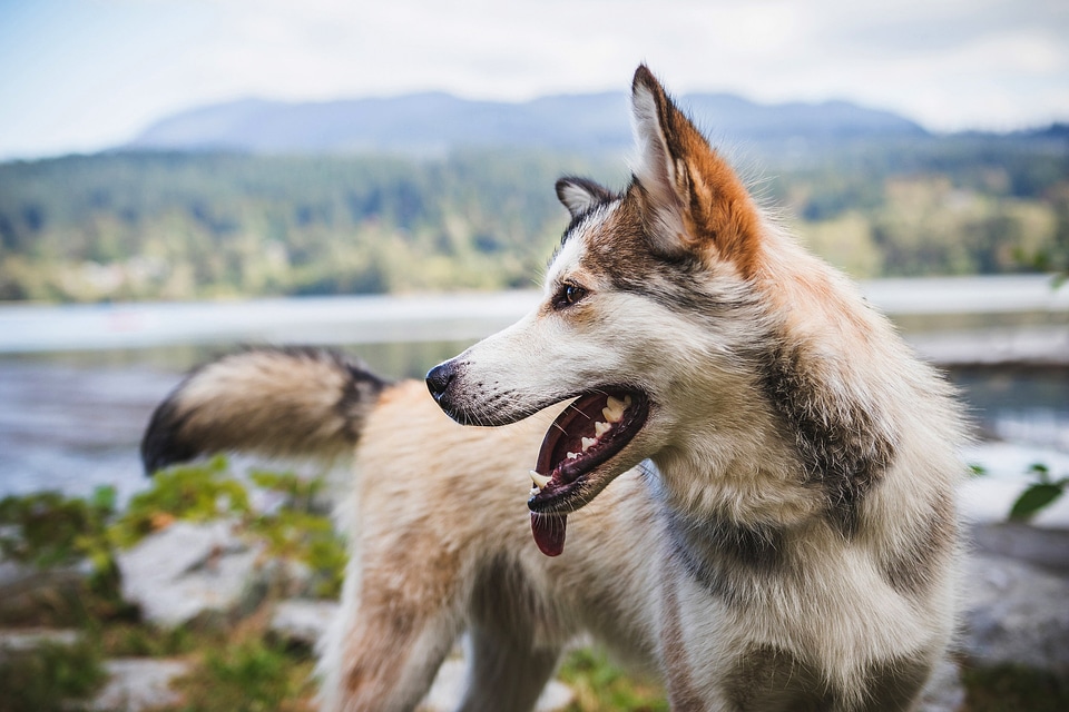 Dog in the landscape in Vancouver, British Columbia, Canada