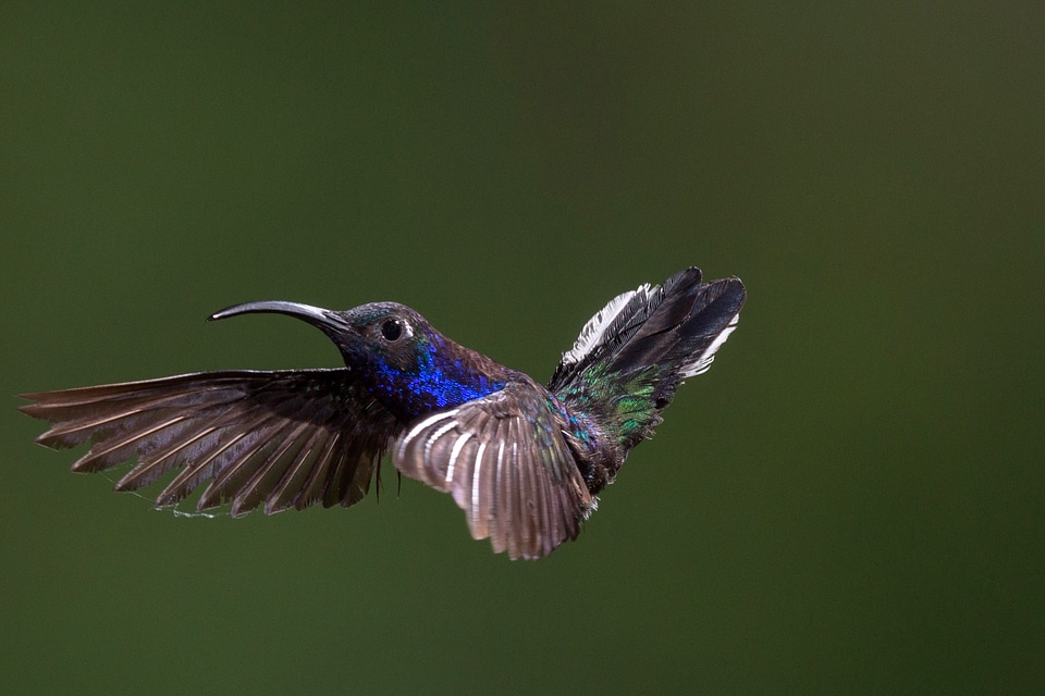 Hummingbird in Flight photo