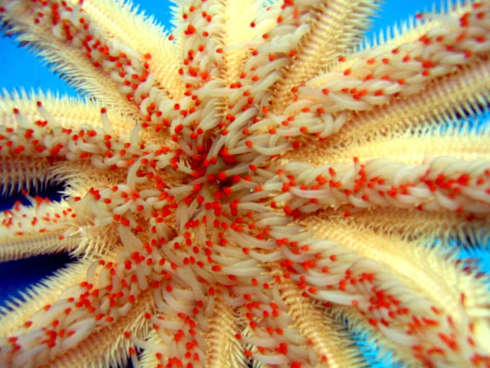 Magnificent star Starfish, a member of Paxillosida