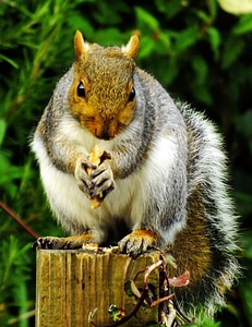Squirrel standing on a tree stump eating a nut photo