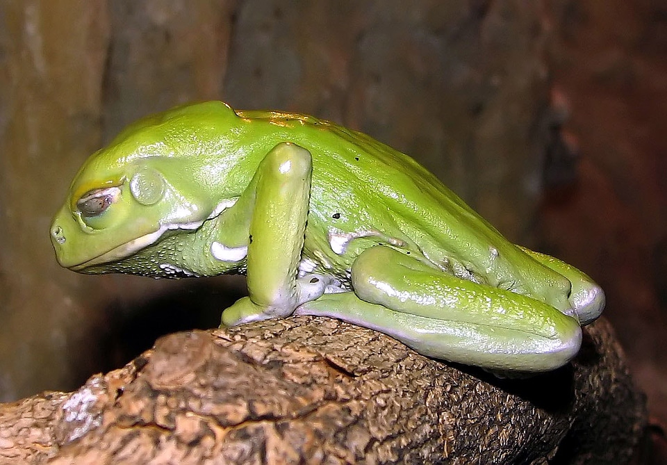 Waxy monkey leaf frog -- Phyllomedusa sauvagii