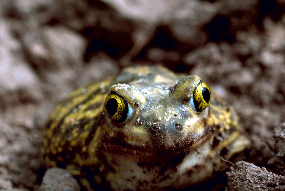 Couch's Spadefoot Toad - Scaphiopus couchii