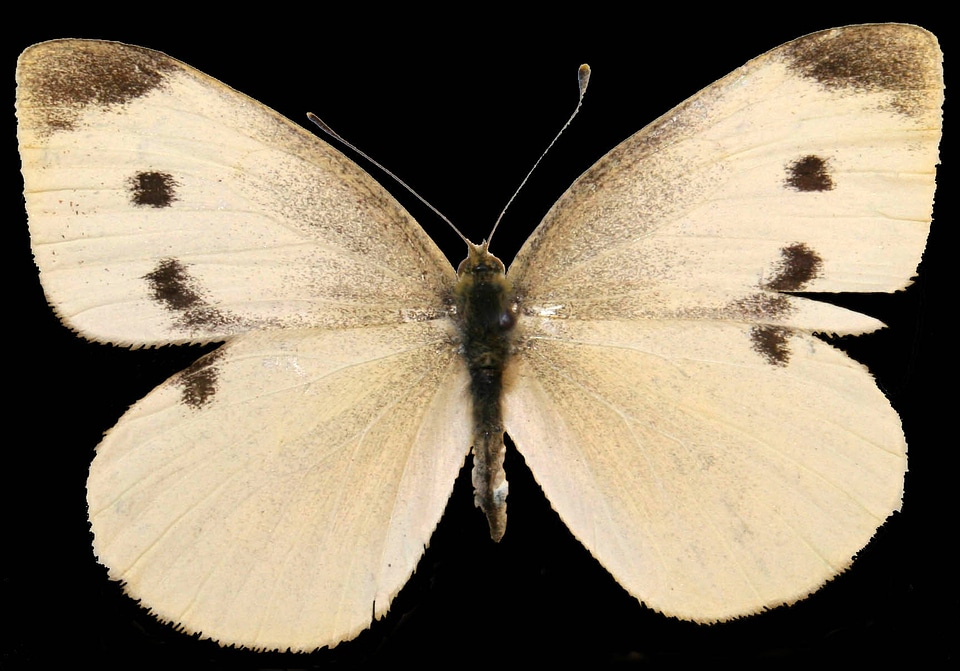Female Cabbage White, Pieris rapae 
