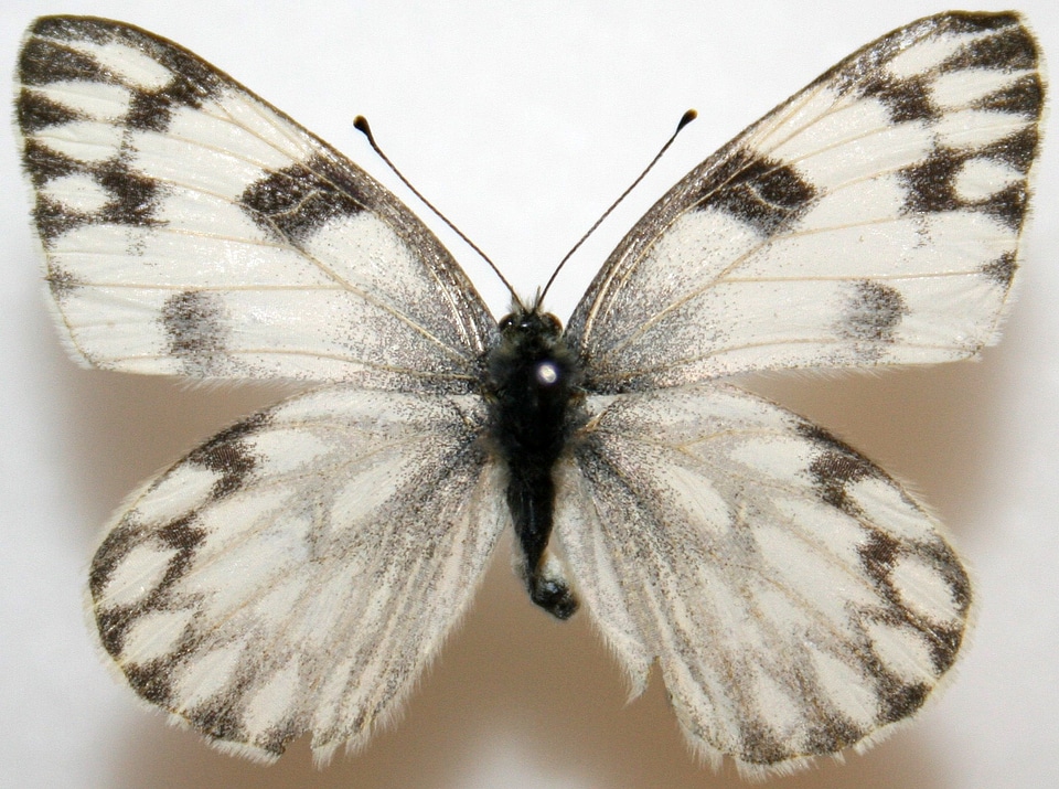 Female Checkered White, Pontia protodic. Butterfly